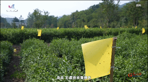 如何真正做有價(jià)值的科研？聽(tīng)“茶葉院士”陳宗懋的答案