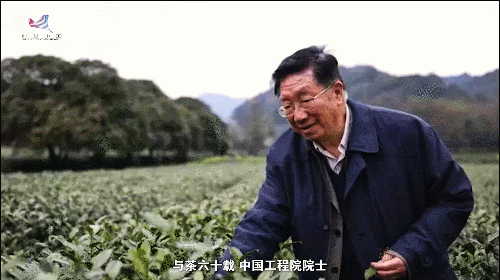 如何真正做有價(jià)值的科研？聽(tīng)“茶葉院士”陳宗懋的答案