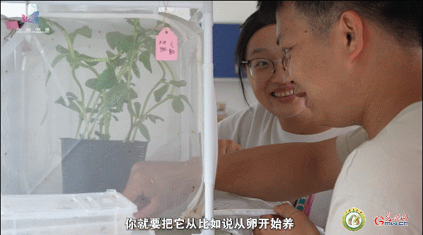 【一線調(diào)研·青春有為】一座海島，一群博士，二十年接力只為一件事