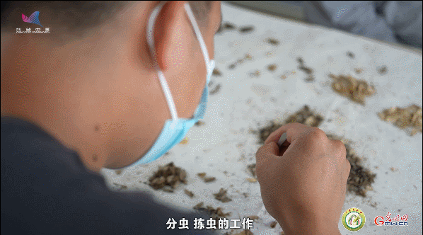 【一線調(diào)研·青春有為】一座海島，一群博士，二十年接力只為一件事