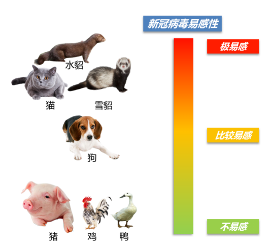 貂、貓、狗等是否會成為新冠病毒的傳染源？
