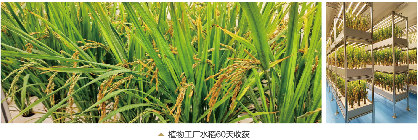 LED植物工廠推動我國設施農(nóng)業(yè)邁向高級階段