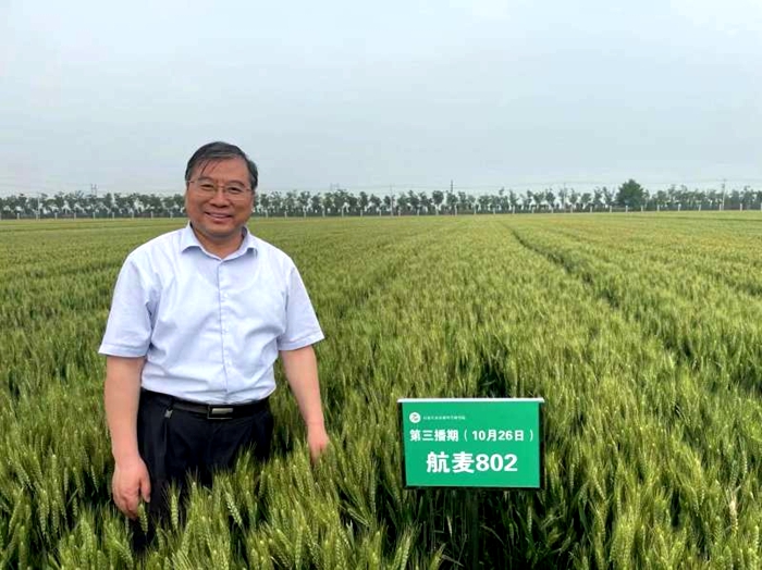 航麥.jpg