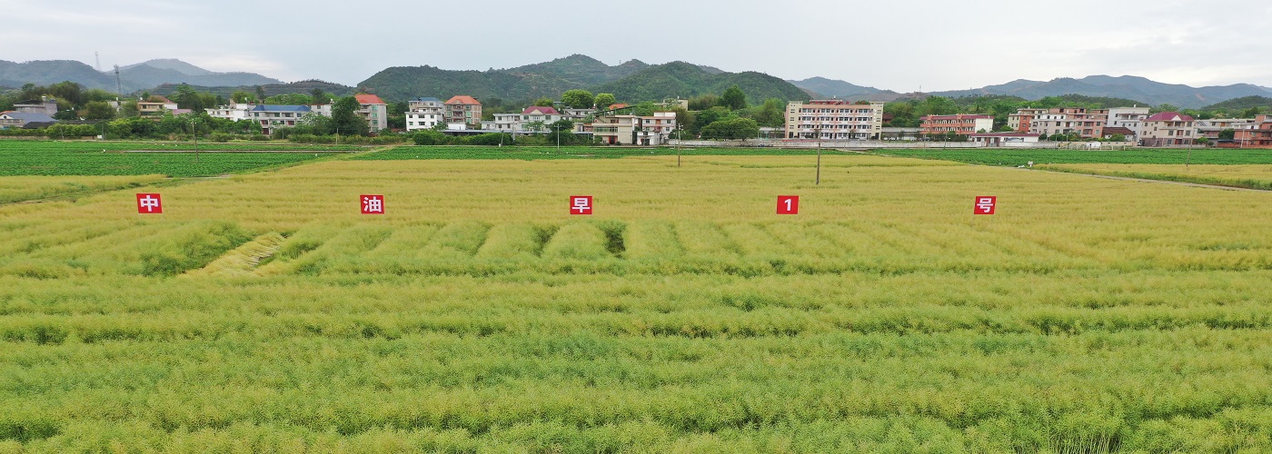 “中油早1號(hào)”大面積示范單產(chǎn)創(chuàng)新高