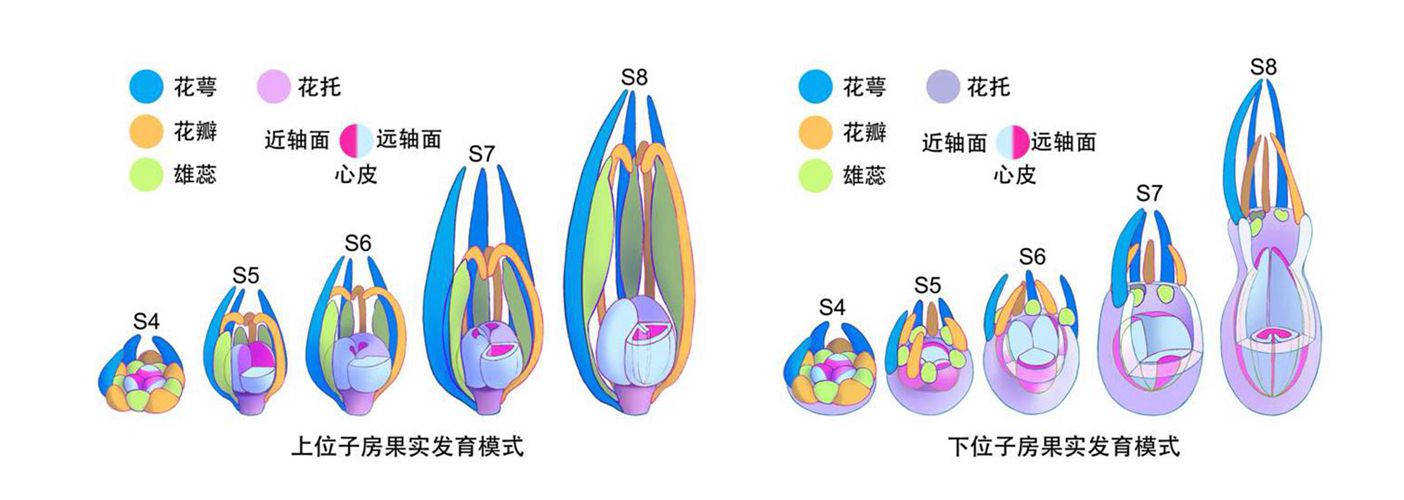 黃瓜下位子房的進(jìn)化發(fā)育機(jī)理