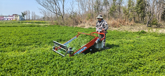 4GM-120D 綠肥莖尖電動(dòng)收獲機(jī)田間采收700.jpg