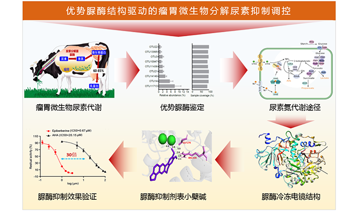 圖 優(yōu)勢脲酶結(jié)構(gòu)驅(qū)動的瘤胃微生物分解尿素抑制調(diào)控.png