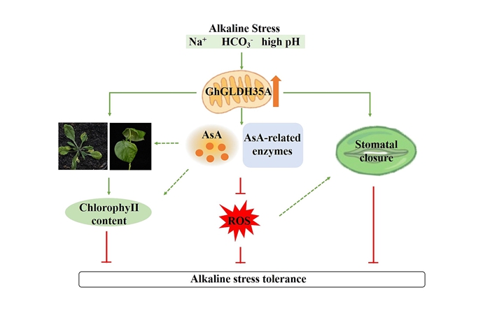 GhGLDH35A基因調(diào)控棉花耐堿的作用機制.jpg